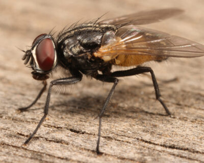 Vita da mosca…a casa tua. Quali pericoli?