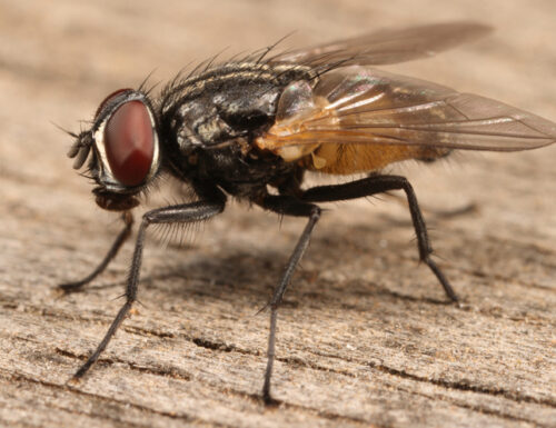 Vita da mosca…a casa tua. Quali pericoli?