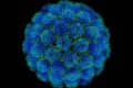 Scienziati Svedesi: I Virus ci rendono più intelligenti