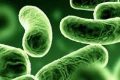 I batteri che aiutano ad imparare