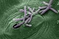 5 cose che non sai sui batteri