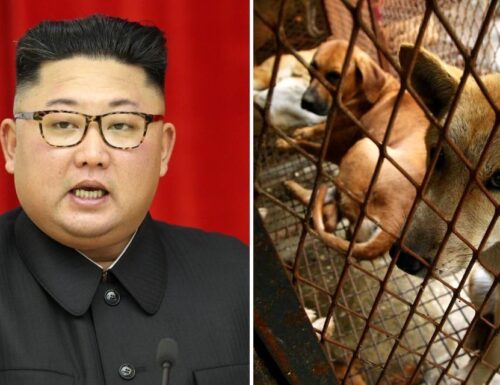 Kim Jong Un confisca i cani domestici: possono possederli solo i borghesi