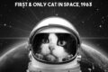 Felicette, la prima gatta ad andare sullo spazio, entusiasmante, non per lei