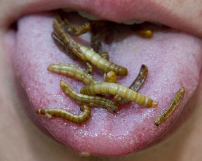 Mangiare insetti? Alcuni motivi per cui non dovremmo farlo